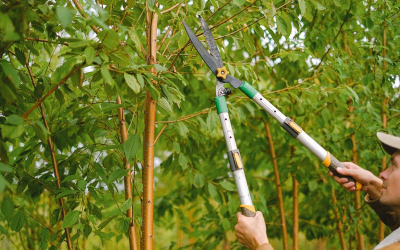 Tree trimming in Hendricks, WV