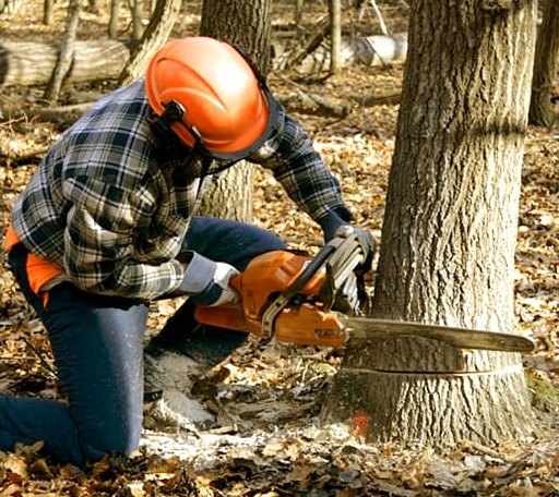 Tree Removal in Hendricks, WV